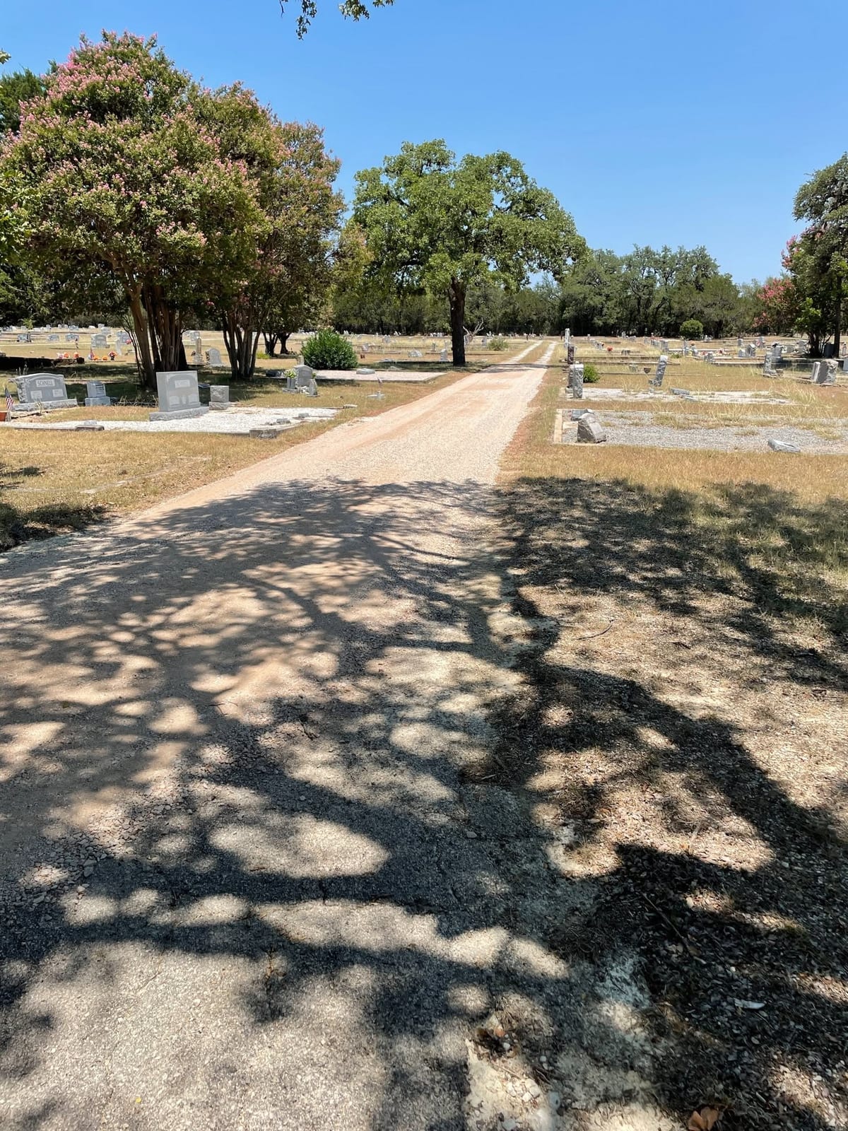 The entry lane in high summer, with crape myrtles in pink bloom on the left and the curbed lots of the historic section on both sides.